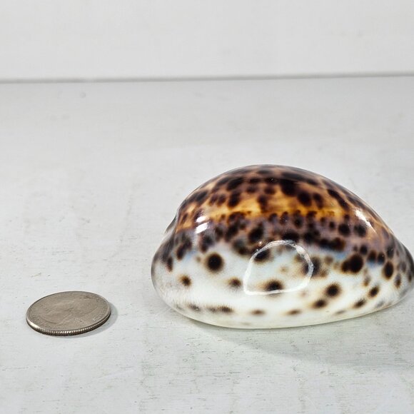 Tiger Cowrie Sea Shell Glossy Brown & White Spotted Ocean Decor - Picture 8 of 8